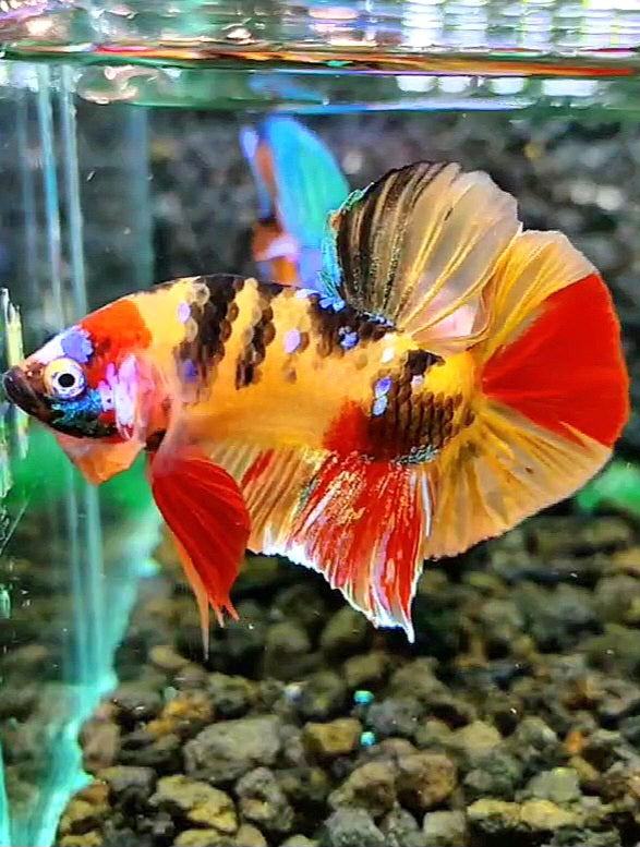 PLAKAT TIGER GALAXY MULTICOLOR BETTA FISH