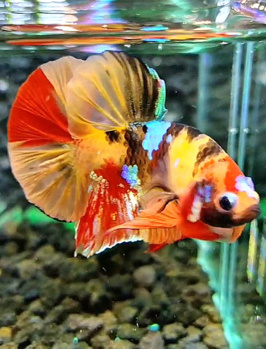 PLAKAT TIGER GALAXY MULTICOLOR BETTA FISH