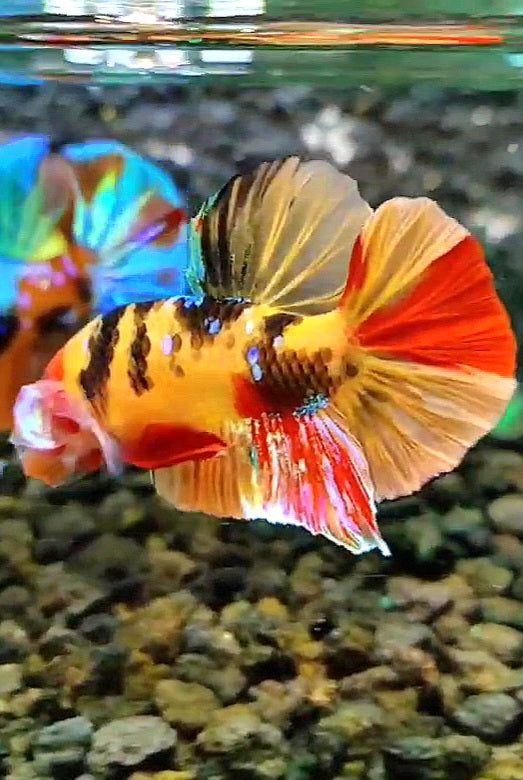 PLAKAT TIGER GALAXY MULTICOLOR BETTA FISH