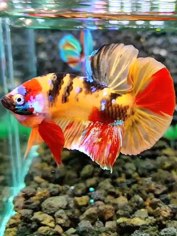 PLAKAT TIGER GALAXY MULTICOLOR BETTA FISH