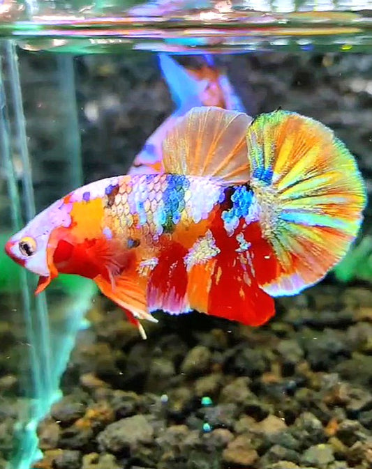 PLAKAT RAINBOW GALAXY MULTICOLOR BETTA FISH