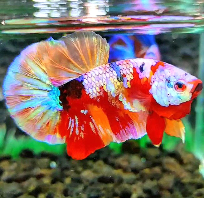 PLAKAT RAINBOW GALAXY MULTICOLOR BETTA FISH