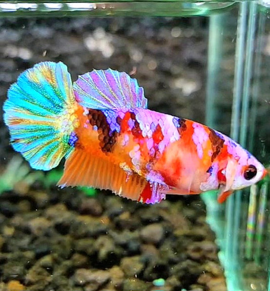 FEMALE PLAKAT SUPER GALAXY MULTICOLOR BETTA FISH