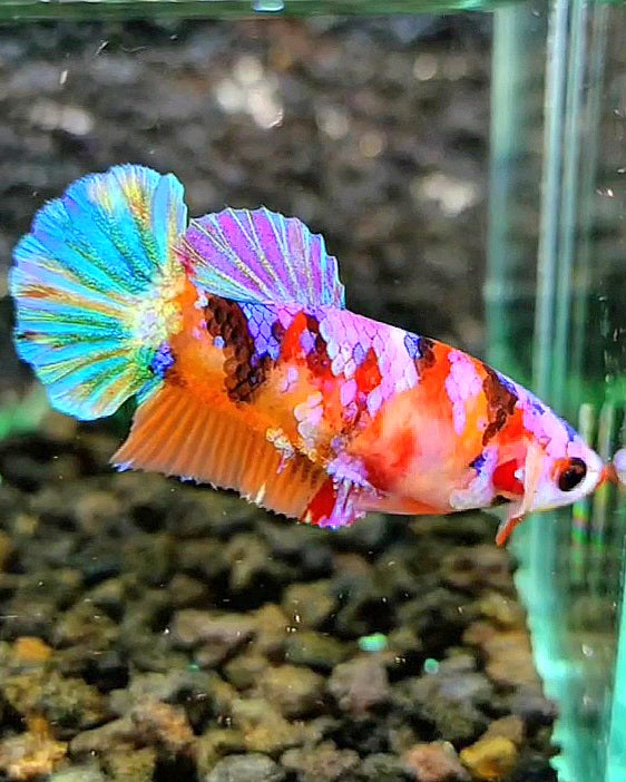 FEMALE PLAKAT SUPER GALAXY MULTICOLOR BETTA FISH