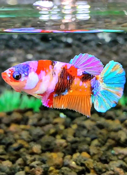 FEMALE PLAKAT SUPER GALAXY MULTICOLOR BETTA FISH