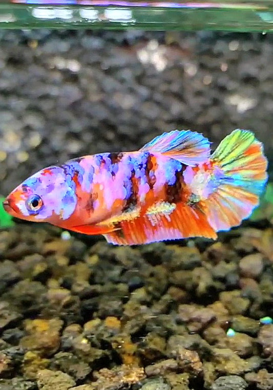 FEMALE PLAKAT SUPER GALAXY MULTICOLOR BETTA FISH