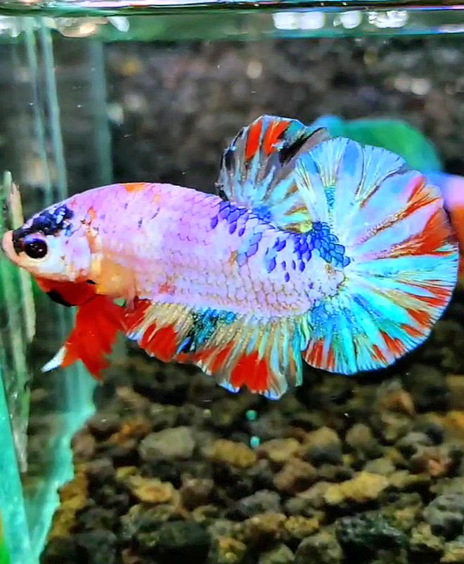 PLAKAT CANDY SUPER MULTICOLOR BETTA FISH