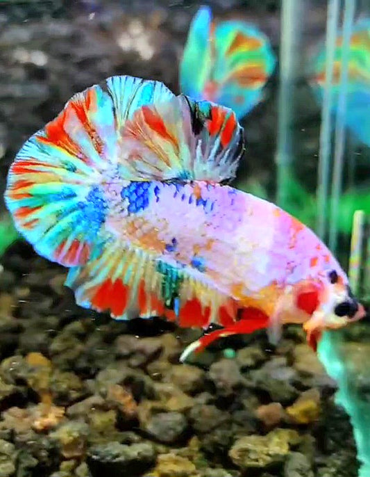 PLAKAT CANDY SUPER MULTICOLOR BETTA FISH