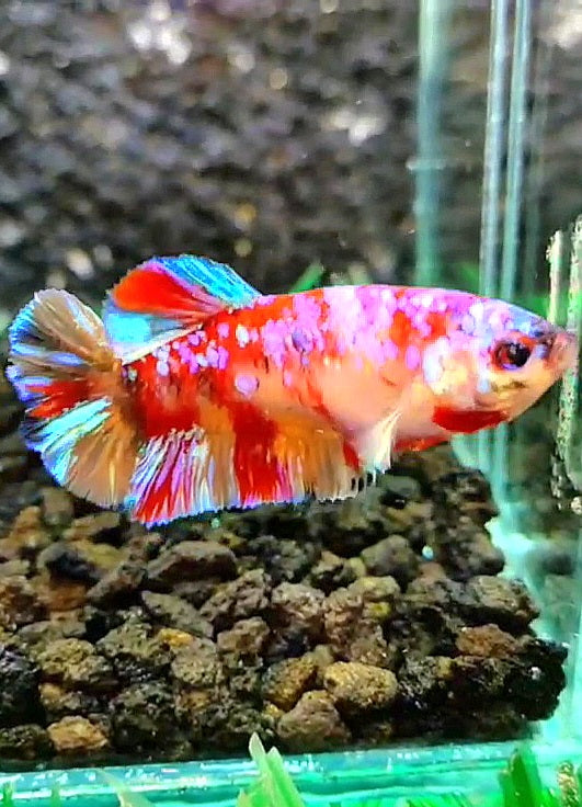 FEMALE PLAKAT GALAXY MULTICOLOR BETTA FISH