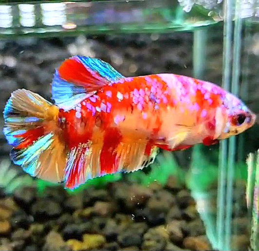 FEMALE PLAKAT GALAXY MULTICOLOR BETTA FISH
