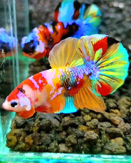 PLAKAT RAINBOW GALAXY MULTICOLOR BETTA FISH