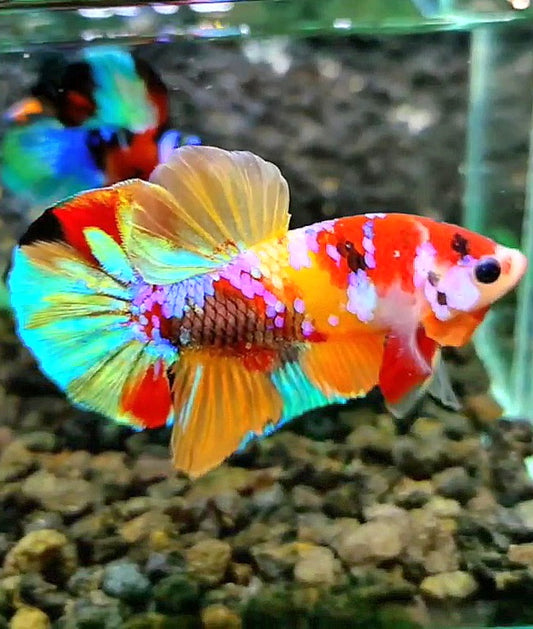 PLAKAT RAINBOW GALAXY MULTICOLOR BETTA FISH