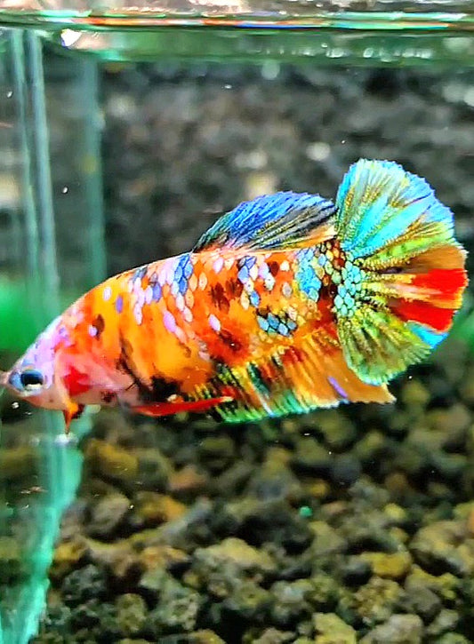 FEMALE PLAKAT SUPER GALAXY MULTICOLOR BETTA FISH