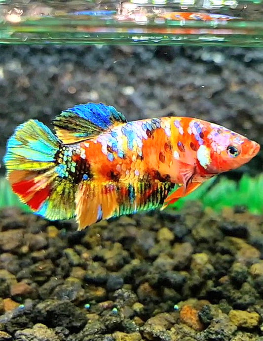 FEMALE PLAKAT SUPER GALAXY MULTICOLOR BETTA FISH