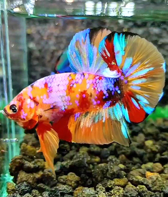 PLAKAT GALAXY MULTICOLOR BETTA FISH