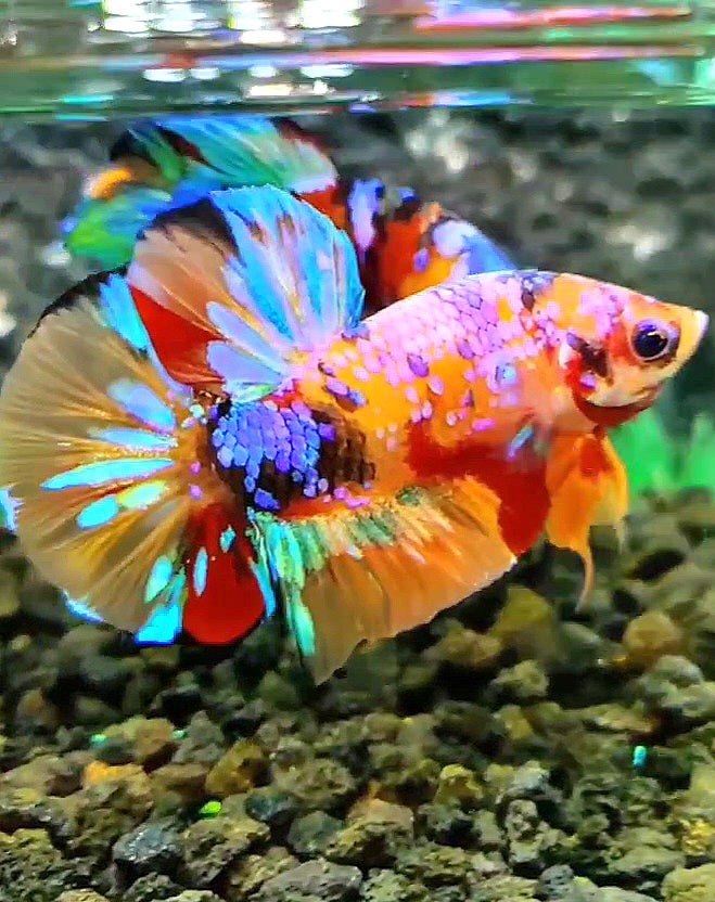 PLAKAT GALAXY MULTICOLOR BETTA FISH