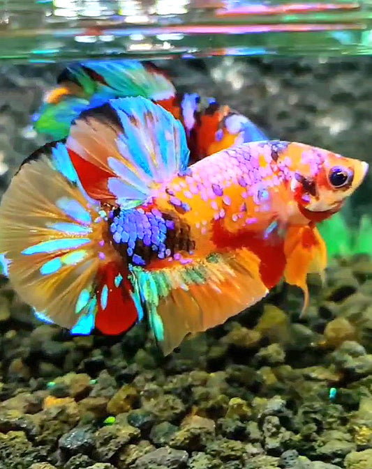 PLAKAT GALAXY MULTICOLOR BETTA FISH