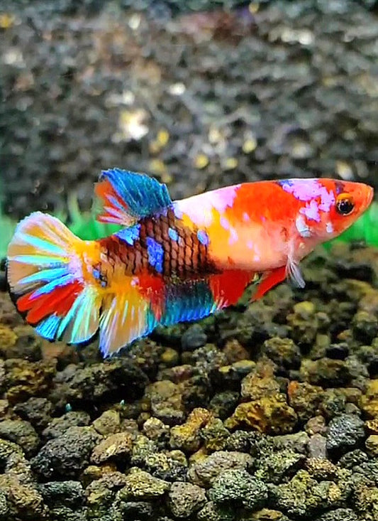 FEMALE PLAKAT RAINBOW GALAXY MULTICOLOR BETTA FISH