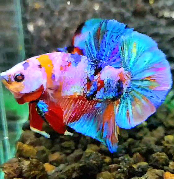 PLAKAT RAINBOW GALAXY MULTICOLOR BETTA FISH