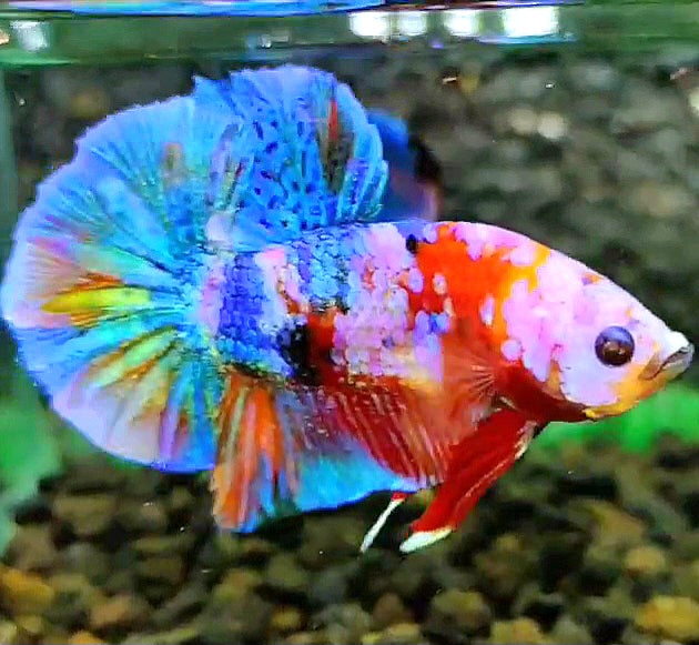 PLAKAT RAINBOW GALAXY MULTICOLOR BETTA FISH