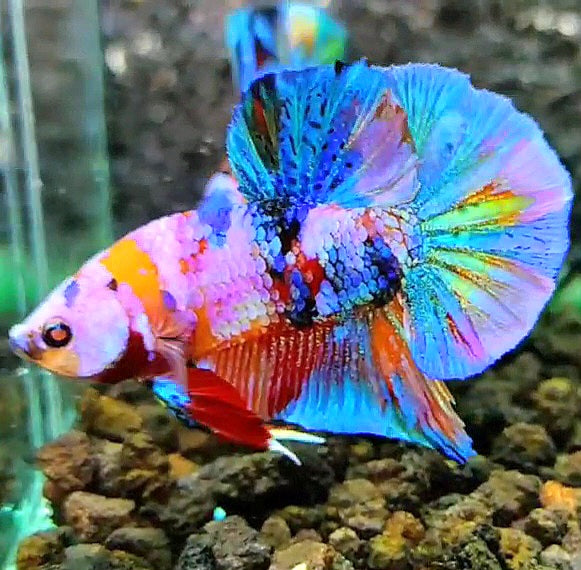 PLAKAT RAINBOW GALAXY MULTICOLOR BETTA FISH
