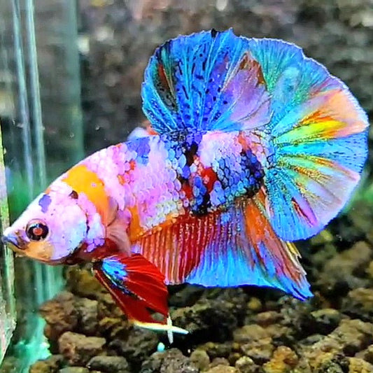 PLAKAT RAINBOW GALAXY MULTICOLOR BETTA FISH