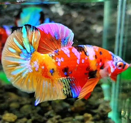 PLAKAT GALAXY MULTICOLOR BETTA FISH