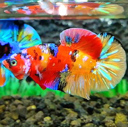 PLAKAT GALAXY MULTICOLOR BETTA FISH