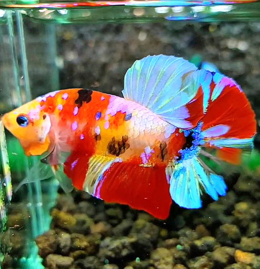 PLAKAT GALAXY MULTICOLOR BETTA FISH
