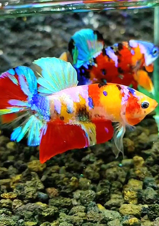 PLAKAT GALAXY MULTICOLOR BETTA FISH