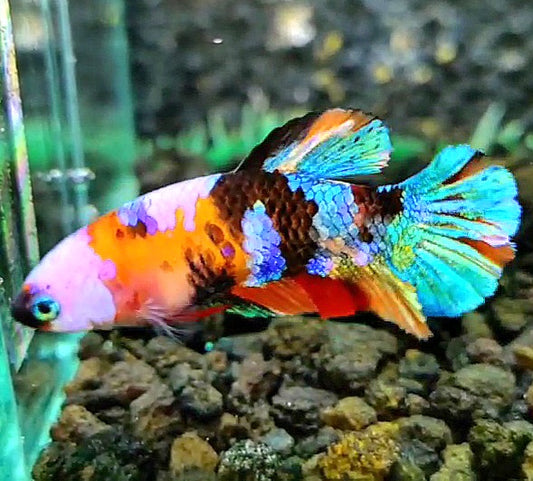FEMALE PLAKAT GALAXY MULTICOLOR BETTA FISH
