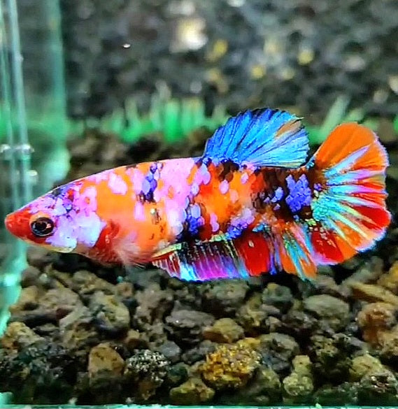FEMALE PLAKAT RAINBOW GALAXY MULTICOLOR BETTA FISH