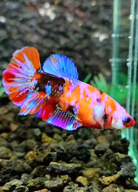 FEMALE PLAKAT RAINBOW GALAXY MULTICOLOR BETTA FISH