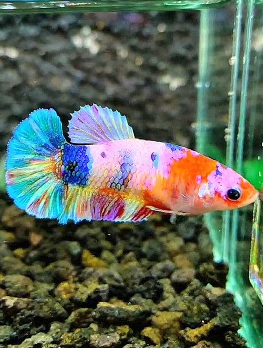 FEMALE PLAKAT RAINBOW GALAXY MULTICOLOR BETTA FISH