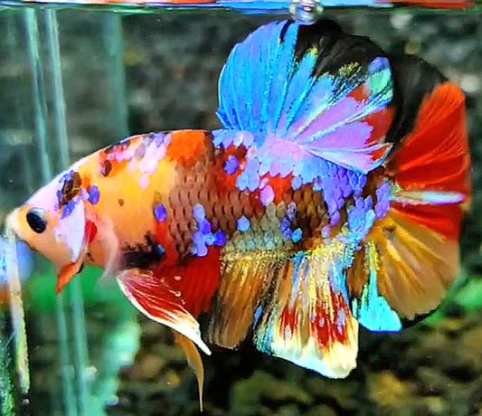 PLAKAT SUPER GALAXY MULTICOLOR BETTA FISH