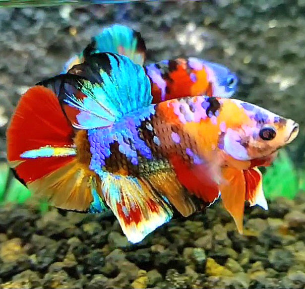 PLAKAT SUPER GALAXY MULTICOLOR BETTA FISH