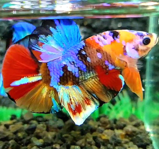 PLAKAT SUPER GALAXY MULTICOLOR BETTA FISH