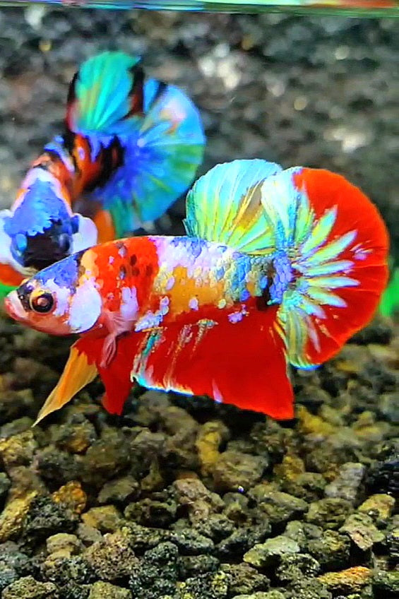 PLAKAT RED SUPER GALAXY MULTICOLOR BETTA FISH