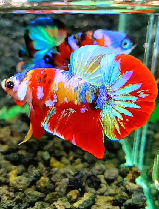 PLAKAT RED SUPER GALAXY MULTICOLOR BETTA FISH