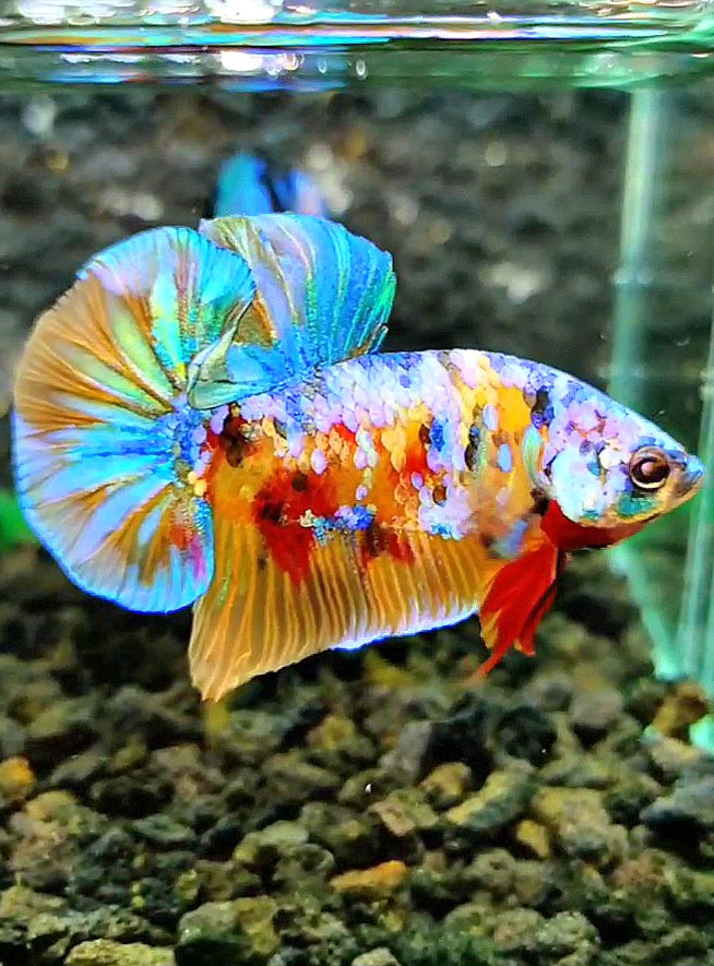 PLAKAT SUPER GALAXY MULTICOLOR BETTA FISH