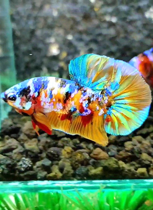 PLAKAT SUPER GALAXY MULTICOLOR BETTA FISH