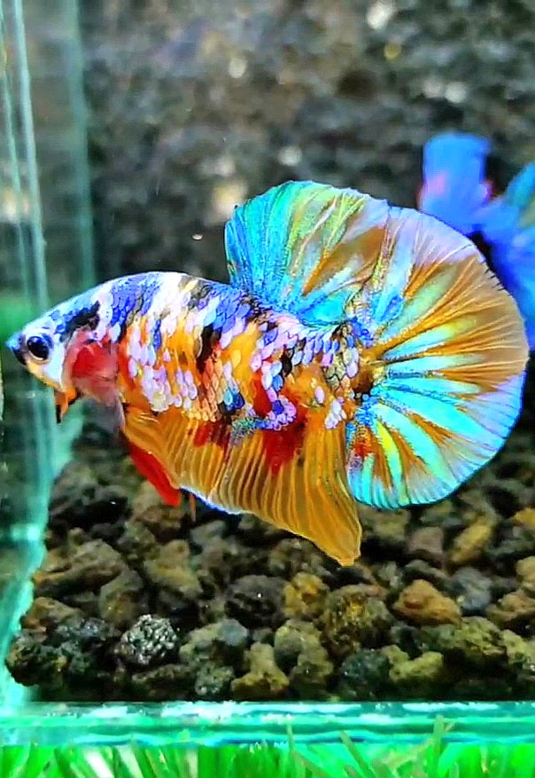 PLAKAT SUPER GALAXY MULTICOLOR BETTA FISH