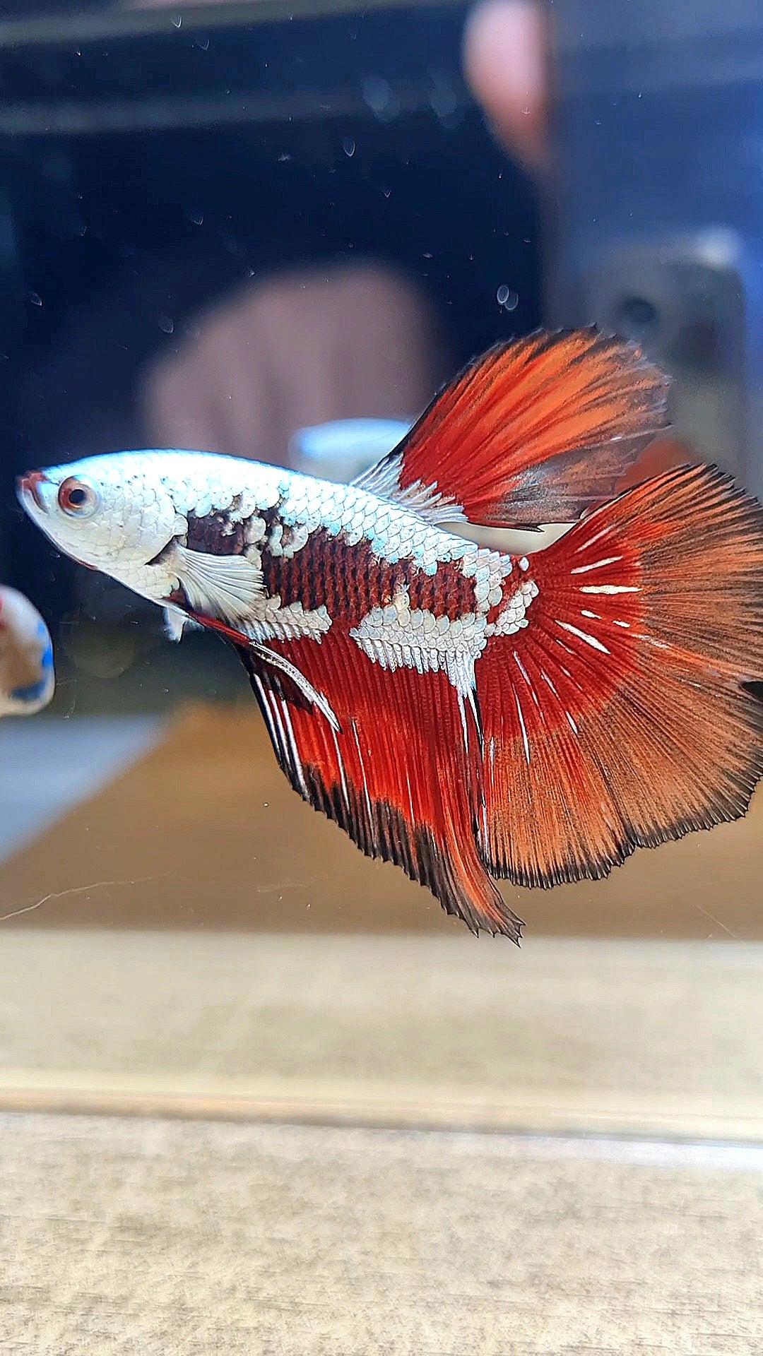 HALFMOON RED MAMBA SNOW SAMURAI MASKING BETTA FISH