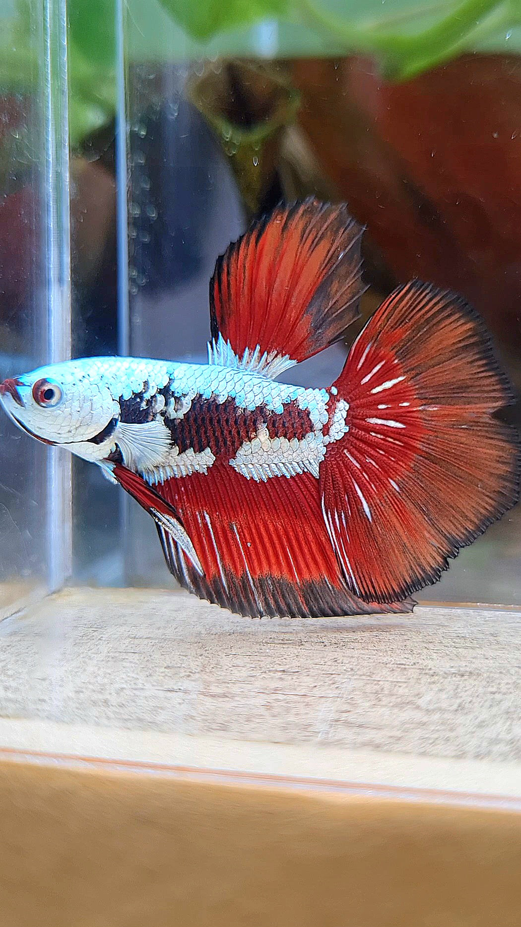 HALFMOON RED MAMBA SNOW SAMURAI MASKING BETTA FISH