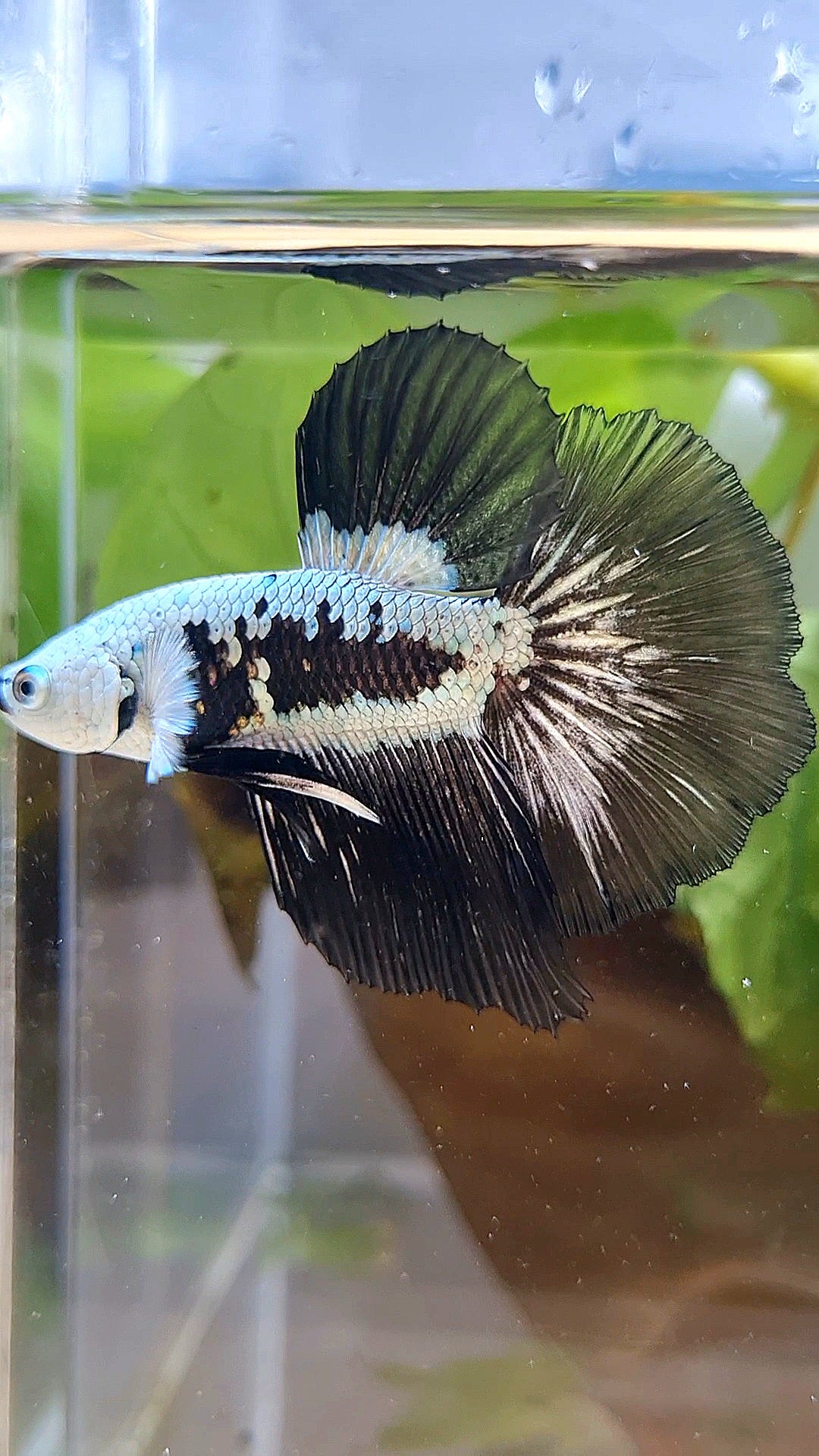 HALFMOON ROSETAIL BLACK MAMBA SNOW SAMURAI MASKING BETTA FISH