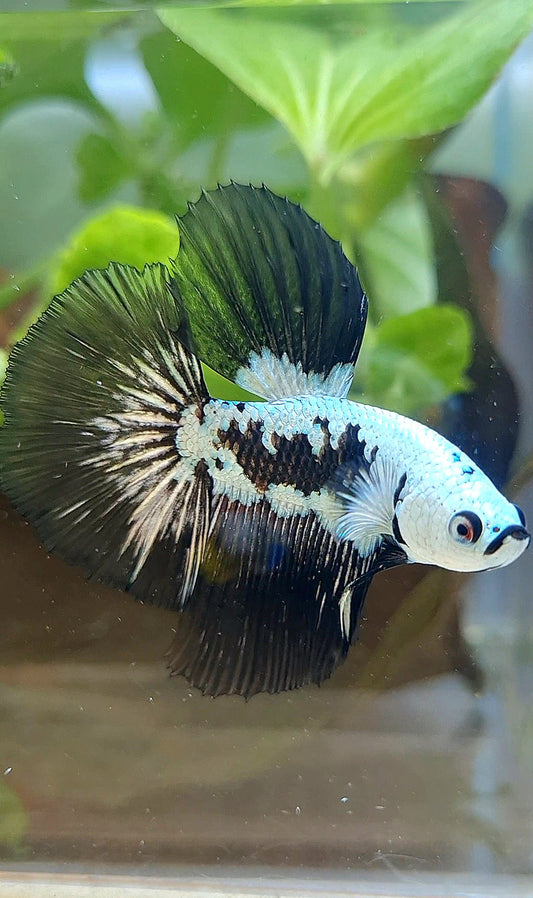 HALFMOON ROSETAIL BLACK MAMBA SNOW SAMURAI MASKING BETTA FISH