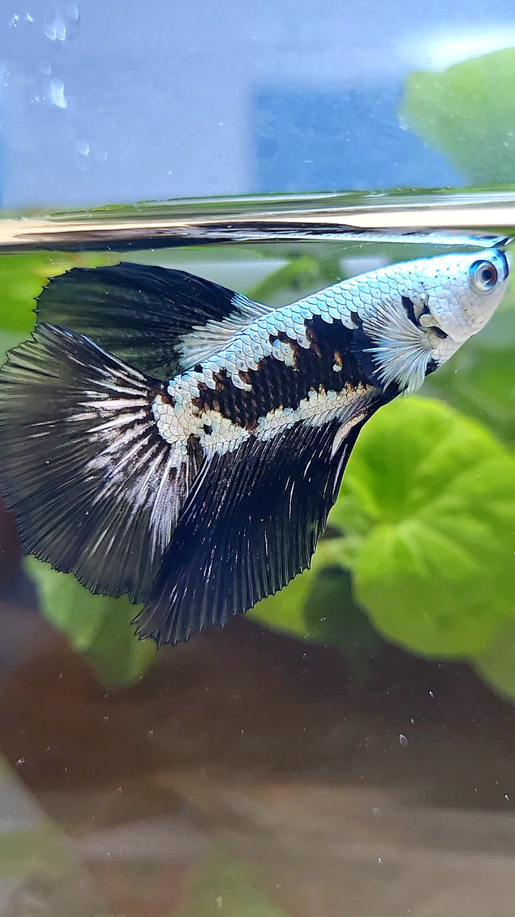 HALFMOON ROSETAIL BLACK MAMBA SNOW SAMURAI MASKING BETTA FISH