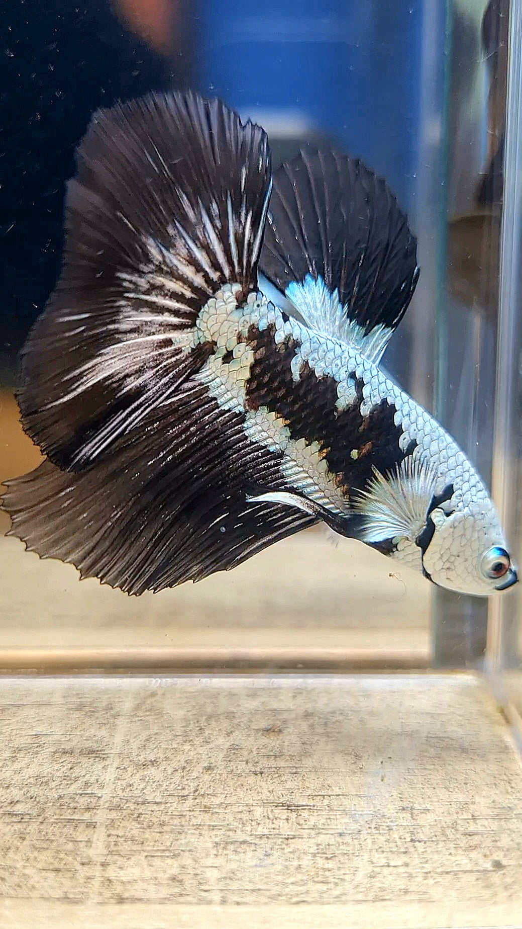 HALFMOON ROSETAIL BLACK MAMBA SNOW SAMURAI MASKING BETTA FISH