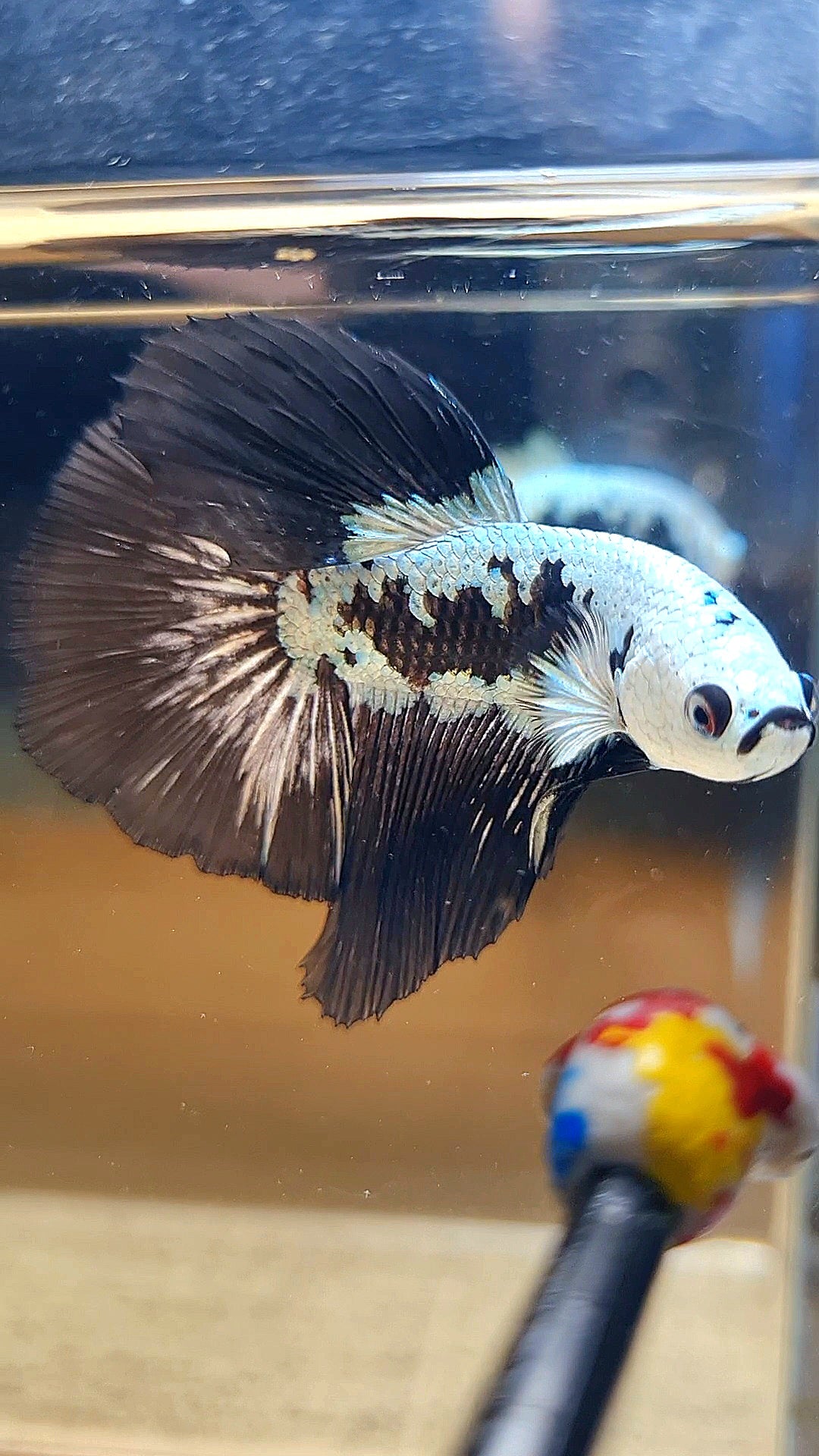 HALFMOON ROSETAIL BLACK MAMBA SNOW SAMURAI MASKING BETTA FISH
