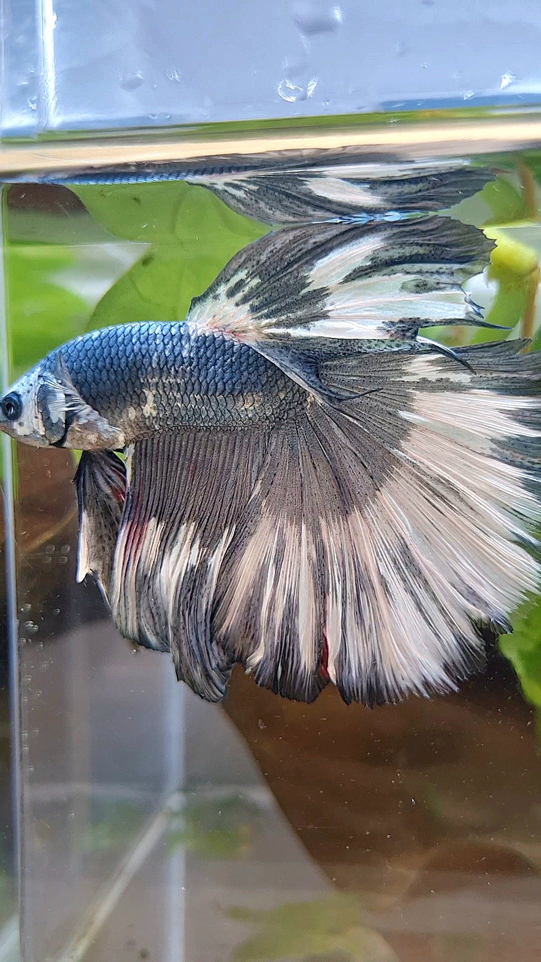 XL HALFMOON ROSETAIL COPPER WHITE MARBLE PATTERN UNIQUE BETTA FISH